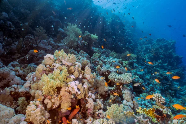 Korallzátonyok Vörös Tengeren Egyiptom — Stock Fotó