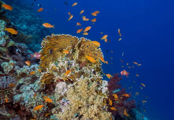 Rafy Koralowe Morzu Czerwonym Egipt — Zdjęcie stockowe
