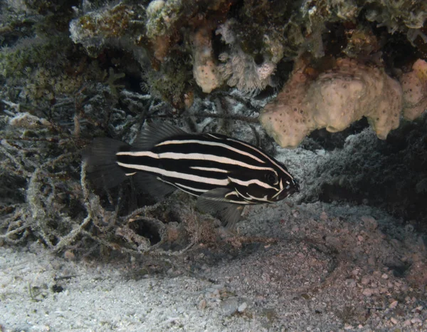A Six Lined Soapfish (Grammistes sexlineatus) in the Red Sea, Egypt
