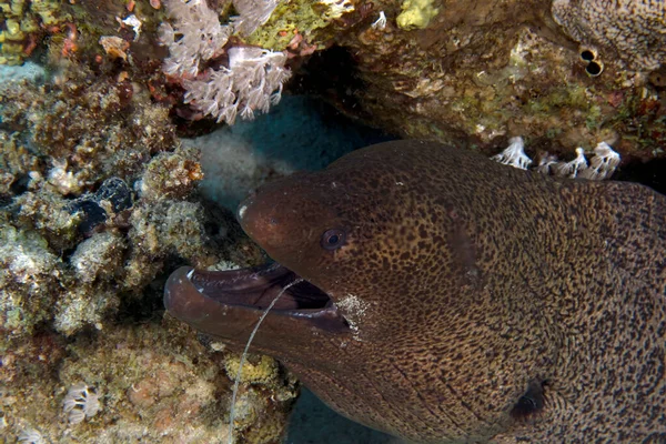Giant Moray Eel Gymnothorax Javanicus Some Discarded Fishing Line Mouth — Stockfoto