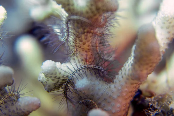 Bir Kırılgan Deniz Yıldızı (Ophiuroidea sp.) Kızıl Deniz 'de