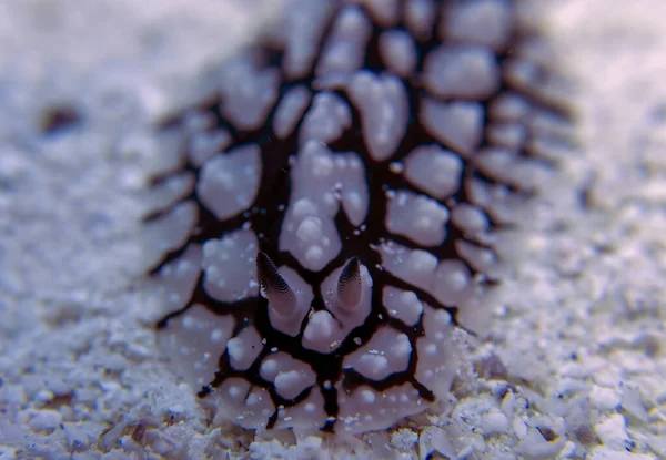 Sea Slug Postulose Phyllidiella Red Sea Egypt — Stock Photo, Image