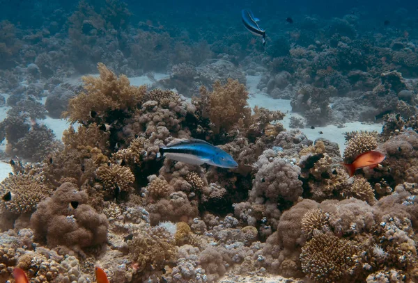 Blanquillo Azul Malacanthus Latovittatus Mar Rojo Egipto —  Fotos de Stock