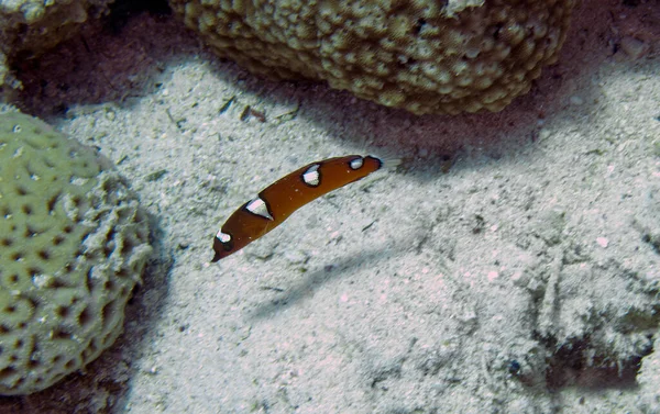 Uma Jovem Areia Africana Wrasse Coris Cuvieri Mar Vermelho Egito — Fotografia de Stock