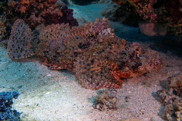 Flathead Scorpionfish Scorpaenopsis Oxycephalus Morzu Czerwonym Egipt — Zdjęcie stockowe