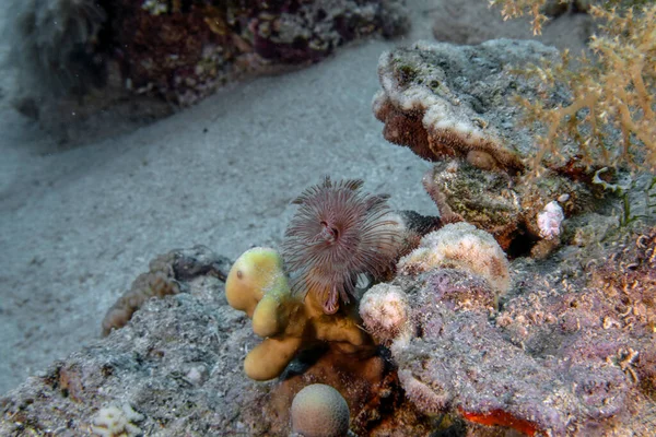 Verme Dell Albero Natale Spirobranchus Giganteus Nel Mar Rosso — Foto Stock
