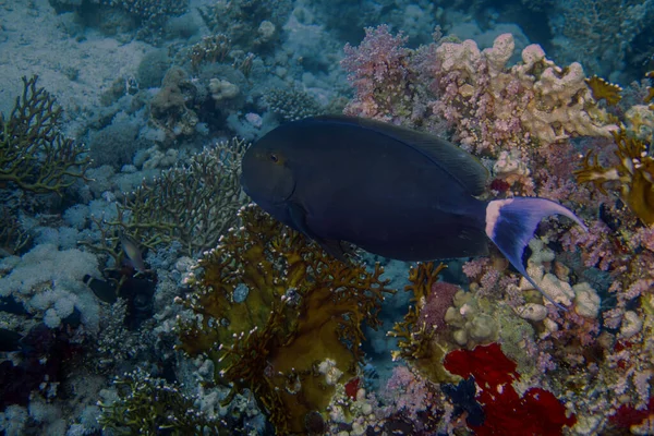 Black Surgeonfish Acanthurus Gahhm Red Sea Egypt — Stock Photo, Image