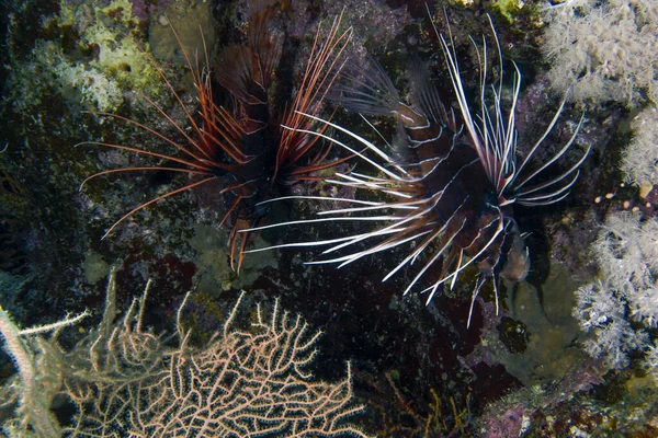 Clearfin Lionfish Pterois Radiata Morzu Czerwonym — Zdjęcie stockowe