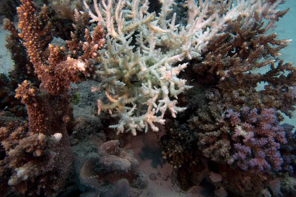 エジプトの紅海に浮かぶサンゴの塊 — ストック写真