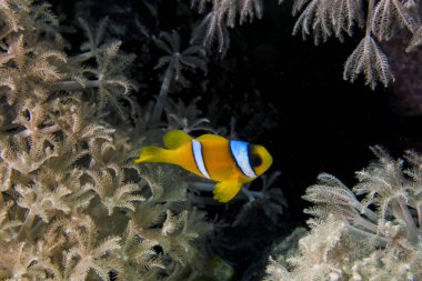 Mısır 'da bir Kızıl Deniz Anemonbalığı (Amphiprion bicinctus)