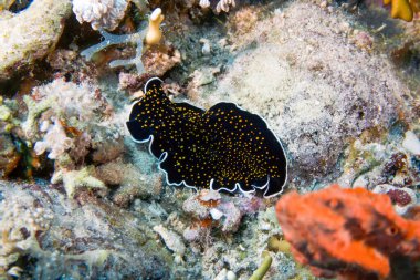 Kızıl Deniz 'de altın benekli bir kurt (Thysanozoon nigropapillosum)