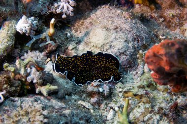 Kızıl Deniz 'de altın benekli bir kurt (Thysanozoon nigropapillosum)