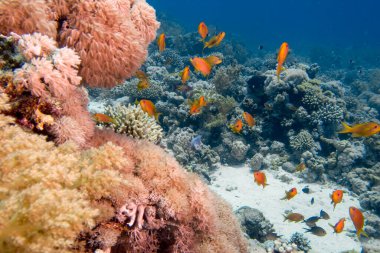 Kızıl Deniz, Mısır 'da Altın Anthias (Pseudanthias squamipinnis)