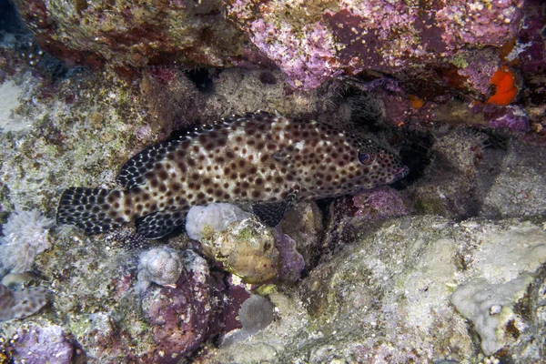 Greasy Grouper Epinephelus Tauvina Morzu Czerwonym Egipt — Zdjęcie stockowe