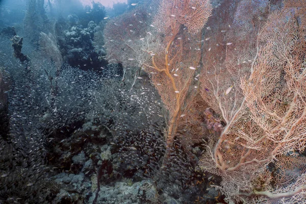 Giant Gorgonian Sea Fans (Subergorgia hicksoni) in the Red Sea, Egypt