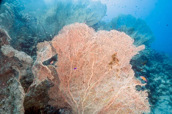 Giant Gorgonian Sea Fans Subergorgia Hicksoni Red Sea Egypt — Stockfoto