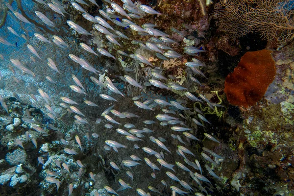 Pygmy Sweepers Aka Glassfish Parapriacanthus Ransonneti Morzu Czerwonym Egipt — Zdjęcie stockowe