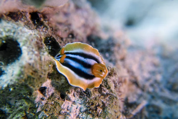 Pyjama Nudibranch Chromodoris Quadcolor Mer Rouge Egypte — Photo