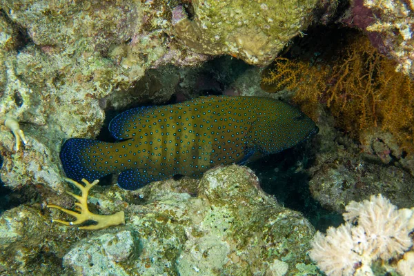 Peacock Grouper Cefalopholis Argus Röda Havet Egypten — Stockfoto