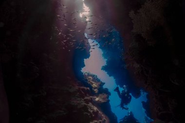 A swim through at Jackfish Alley in the Red Sea at Sharm el Sheikh, Egypt