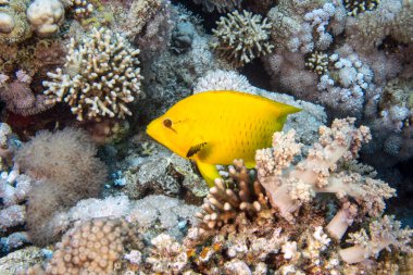 Kızıl Deniz, Mısır 'da bir Slingjaw Wrasse (Epibulus sinsidator)