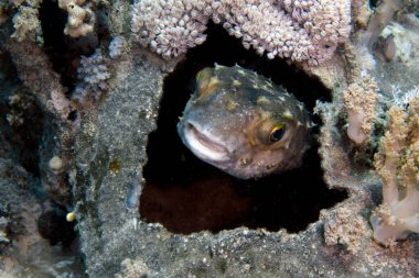 Kızıl Deniz, Mısır 'da sarı benekli bir Burrfish (Cyclichthys spilostylus)