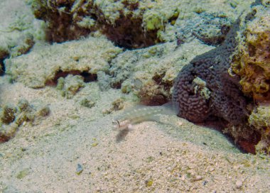 Kızıl Deniz, Mısır 'da bir Göz Çubuğu Goby (Gnatholepis cauerensis)