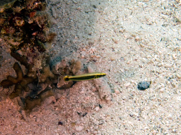 Доттибек Єллоубака Pseudochromis Flavivertex Червоному Морі Єгипет — стокове фото