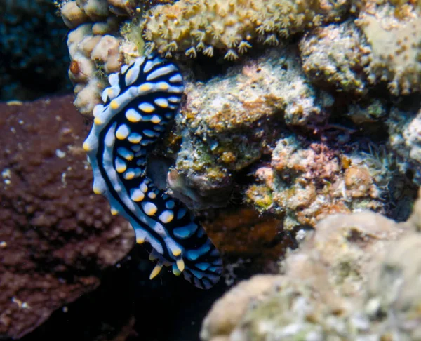 Kızıl Deniz, Mısır 'da Varisli Siğilli Sümüklüböcek (Phyllidia Varicosa)