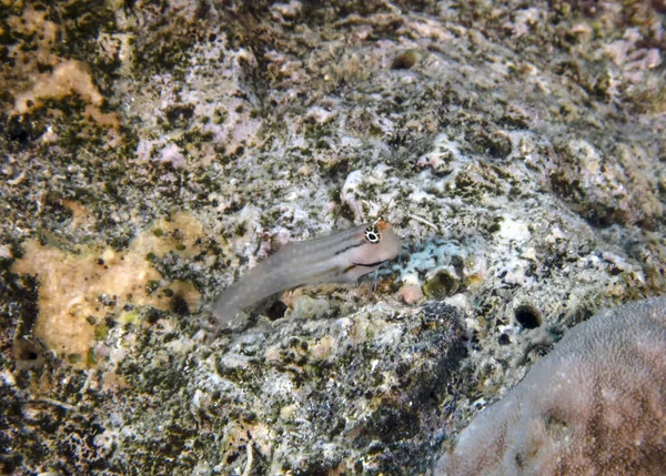 Dentex Blenny Ecsenius Dentex Röda Havet Egypten — Stockfoto