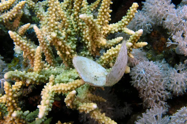 Eine Muschel Auf Einem Stück Steinkoralle Roten Meer Ägypten — Stockfoto