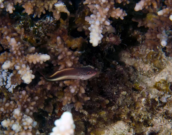 Ένα Freckled Hawkfish Paracirrhites Forsteri Στην Ερυθρά Θάλασσα Αίγυπτος — Φωτογραφία Αρχείου