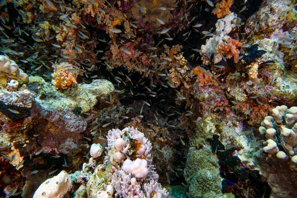 Miry 'nin Demokiselle' i (Neopomacentrus miryae) Kızıl Deniz, Mısır 'da