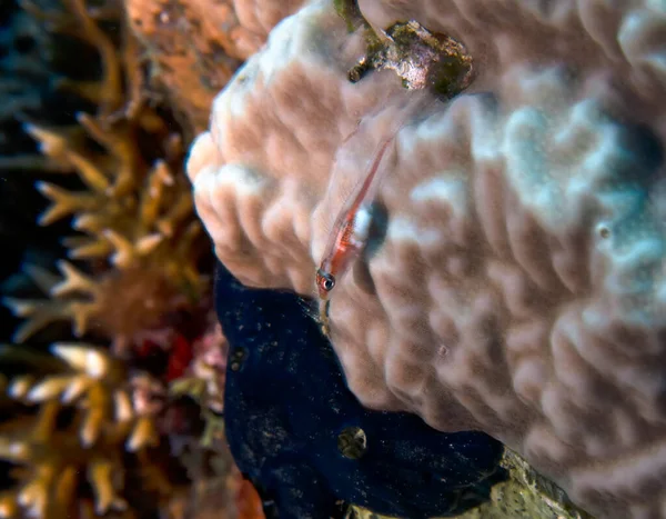 Michel Ghost Goby Pleurosicya Micheli Rudém Moři Egypt — Stock fotografie