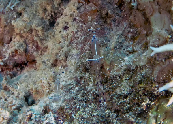 Bruuns Cleaning Partner Shrimp Urocaridella Antonbruunii Red Sea Egypt — 스톡 사진