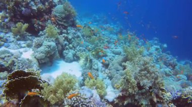 4k footage of the coral reefs in the Red Sea, Egypt