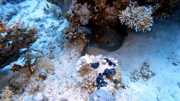 Footage Giant Moray Eel Gymnothorax Javanicus Fishing Line Mouth Red — Stock videók