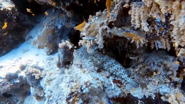 Záběry Greasy Grouper Epinephelus Tauvina Rudém Moři Egypt — Stock video