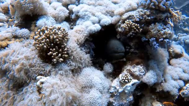 Vídeo Uma Enguia Gigante Moray Gymnothorax Javanicus Mar Vermelho Egito — Vídeo de Stock