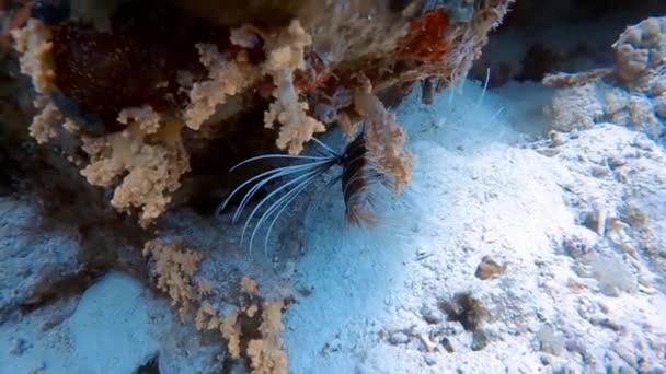 Filmagem Vídeo Lionfish Clearfin Pterois Radiata Mar Vermelho Egito — Vídeo de Stock