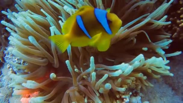 Footage Red Sea Anemonefish Amphiprion Bicinctus Egypt — стоковое видео