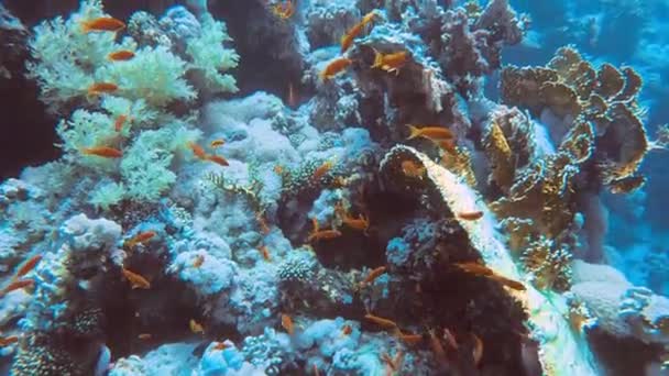 Filmagem Golden Anthias Pseudanthias Squamipinnis Mar Vermelho Egito — Vídeo de Stock