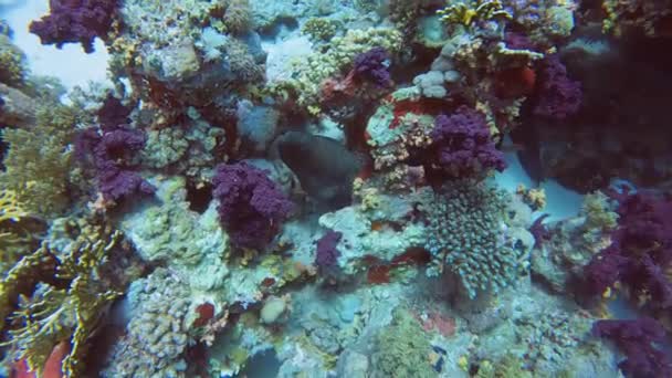 Video Giant Moray Eel Gymnothorax Javanicus Red Sea Egypt — Stock videók