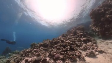4k footage of the coral reefs in the Red Sea, Egypt