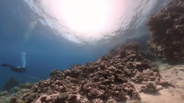 Footage Coral Reefs Red Sea Egypt — Wideo stockowe
