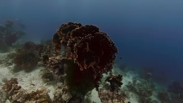 Footage Coral Reefs Red Sea Egypt — Stock video