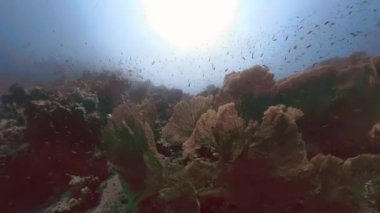 Dev Gorgonya Deniz Hayranları 'nın (Subergorgia Hicksoni) Mısır' daki 4k video görüntüleri