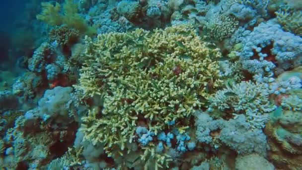 Βίντεο Από Εξολκείς Του Yellowaxil Chromis Flavaxilla Στην Ερυθρά Θάλασσα — Αρχείο Βίντεο