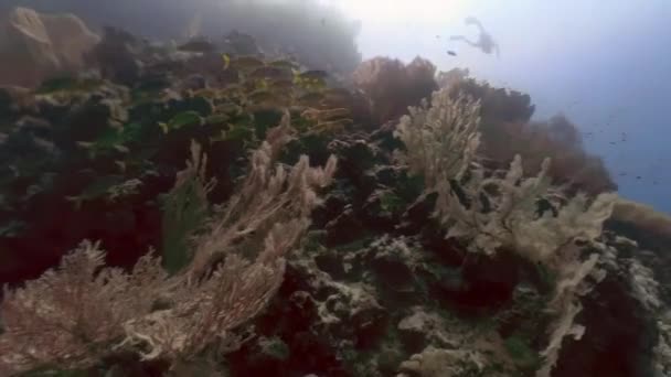4K段视频 内容是在埃及红海 一群山羊鱼游过一个巨大的戈尔戈尼扇子 — 图库视频影像
