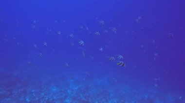 Kızıl Deniz 'deki Fas İdollerinin (Zanclus cornutus) 4k video görüntüleri